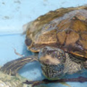 Meet your Posher, Meredith